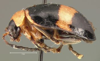 Media type: image; Entomology 19419   Aspect: habitus lateral view